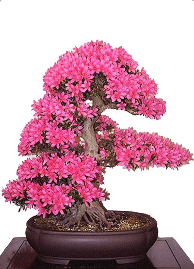 Buy best flower plant online nursery