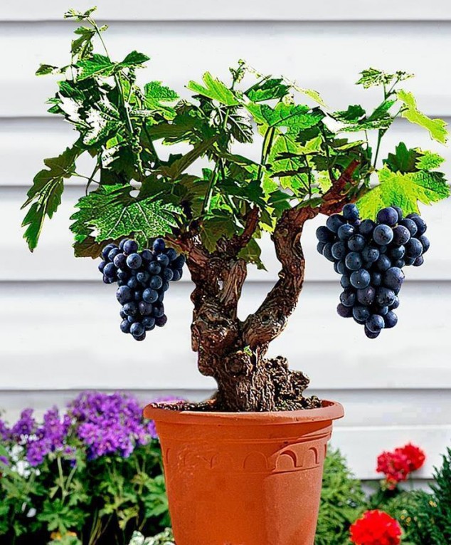 Buy grapes bonsai plant online for home garden