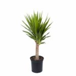Yucca live Plant yucca ka podha