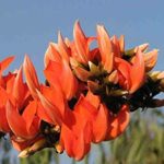 Palaash live Plant Palaash ka podha