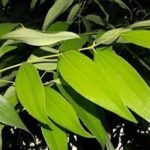 Bay leaf Live Plant tej patta ka podha