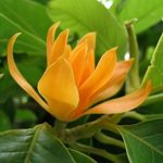 Golden champa Live Plant golden champa ka podha
