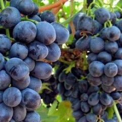 Black grapes live plant for home and garden