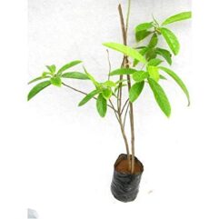 Buy rudraksha live plant for home garden online nursery