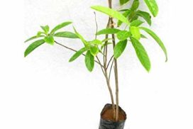 Buy rudraksha live plant for home garden online nursery