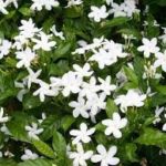 Chandni Live Plant For Home and Garden