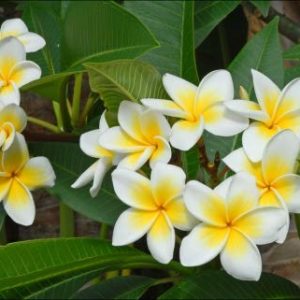 Plumeria alba Live plant gulacheen ka podha - Bonsai Plants Nursery