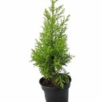 Golden juniperus Live Plant golden juniperus ka podha