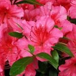 Azalea Live Plant azalea ka podha