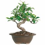 Faikus golden Live Plant faikus golden ka podha