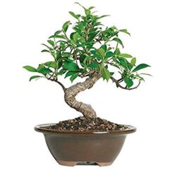 Buy bonsai plants online nursery