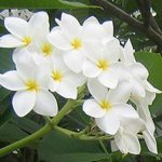 Champa live Plant Champa ka podha