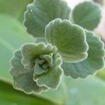 camphor live Plant kapoor ka podha