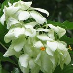 Mussaenda live Plant mussaenda ka podha