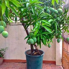 Baramasi mango plant at bonsai plant nursery