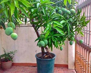 Dwarf Baramasi Mango Plant Bonsai Plants Nursery