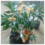 Lychee Live Plant (lychee ka paudha) for Home and Garden