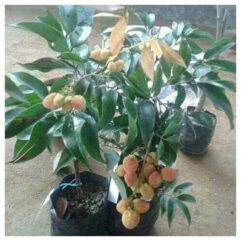 Lychee live plant at bonsai plants nursery