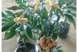 Lychee live plant at bonsai plants nursery