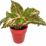 Himalayan live Plant himalayan ka podha