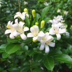Orange jessamine or Manokamini Live plant Manokamini ka podha