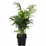 Siforatiya palm live Plant siforatiya palm ka podha