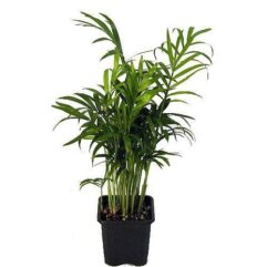 Buy siforatiya palm live plant online nursery