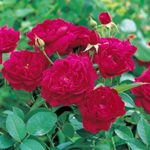Red Rose Live Plant For Home And Garden