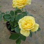 Yellow Rose Live plant gulab ka podha
