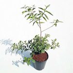White sandalwood live plant chandan ka podha
