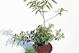 Buy white sandal wood live plant online for indoor gardening in India