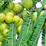 Gooseberry Amla Live Plant For Home and Garden
