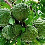 Annona squamosa sharifa live plant
