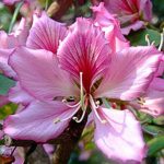 Kachanaar live Plant kachanaar ka podha