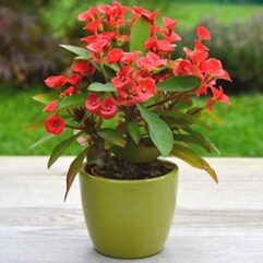 Euphorbia Live plant at bonsai plants nursery