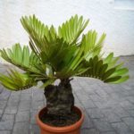 Jamiya paam Live Plant jamiya paam ka podha