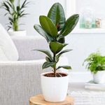Banyan live Plant baragad ka podha