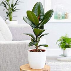 Buy banyan live plant for indoor gardening and outdoor gardening