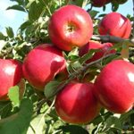 Apple live plant seb ka podha