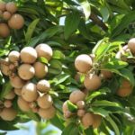 Chiku Live Plant for Home and Garden