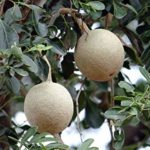 Kaitha fruit Limonia acidissima live plant