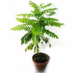 Live Curry Sweet Neem Leaves Plant meethi neem curry patta