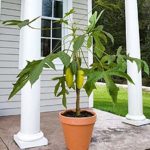 Papaya Live Plant