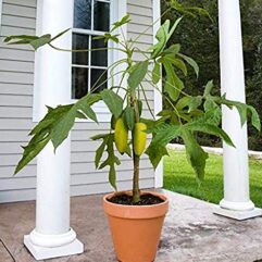 Papaya live plant at bonsai plants nursery