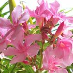 Laal kaner Live Plant laal kaner ka podha