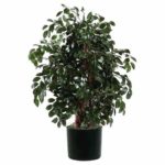 Fikus black Live Plant faikus black ka podha