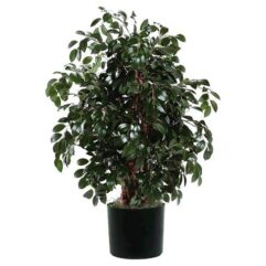 Buy fikus live plant for home and garden online nursery