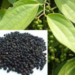 Black pepper Live Plant kalimirch ka podha