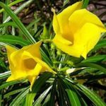 Kaneer Live plant kaneer ka podha for home and garden