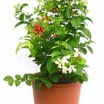 Madhumalti Live Plant madhumalti ka podha